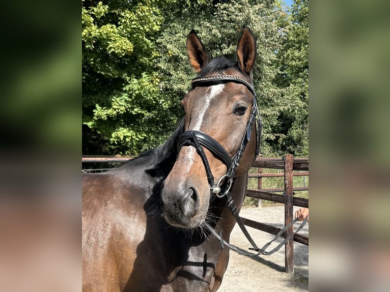 Westphalien Hongre 10 Ans 165 cm Bai in Darmstadt