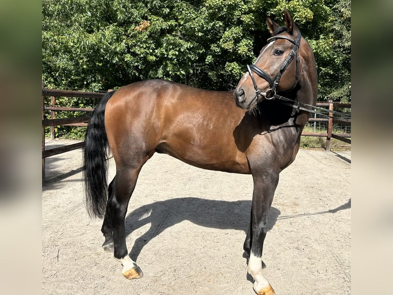 Westphalien Hongre 10 Ans 165 cm Bai in Darmstadt
