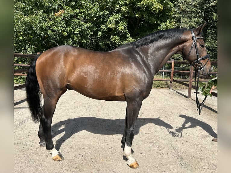 Westphalien Hongre 10 Ans 165 cm Bai in Darmstadt