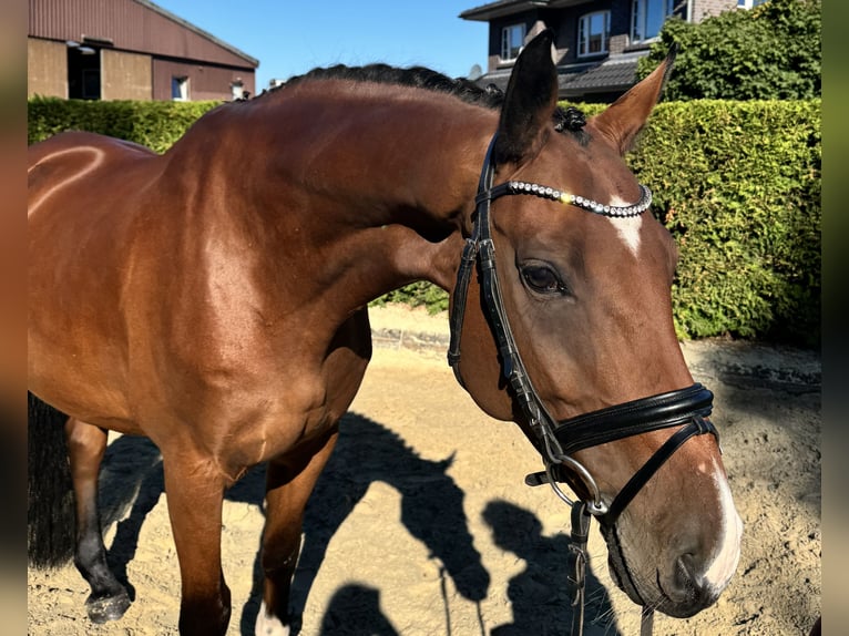 Westphalien Hongre 10 Ans 168 cm Bai in Munster