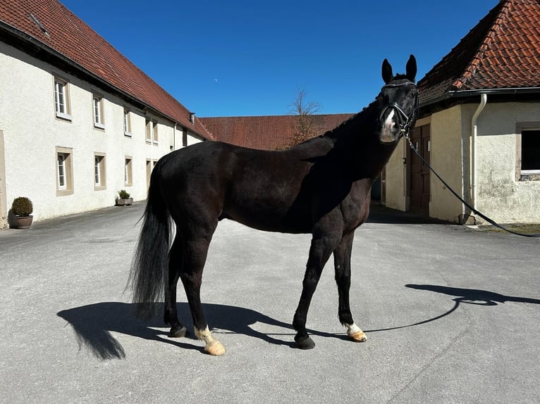 Westphalien Hongre 10 Ans 168 cm Noir in Arnsberg