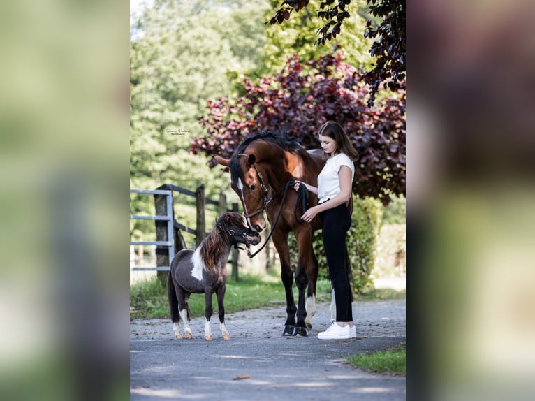 Westphalien Hongre 10 Ans 169 cm Bai in Werne