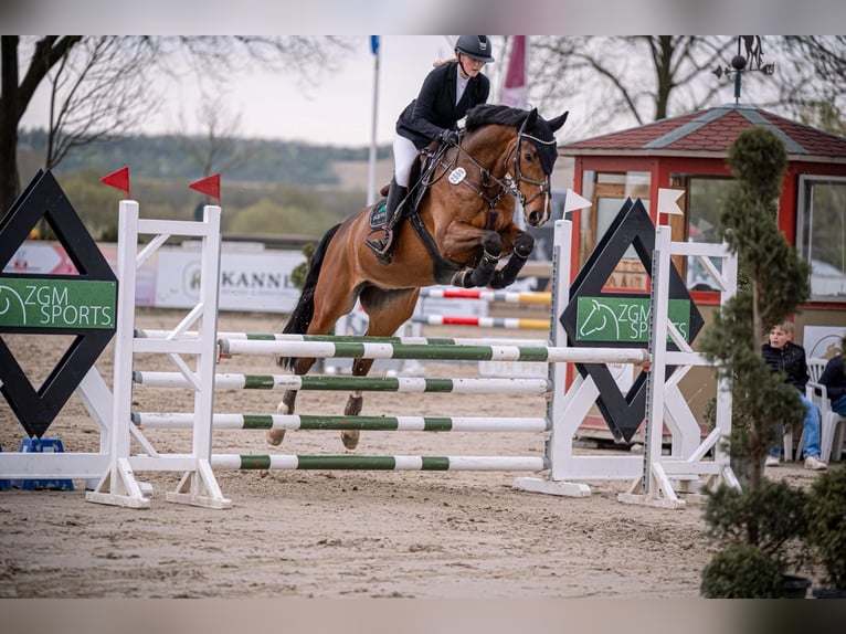 Westphalien Hongre 10 Ans 169 cm Bai in Werne