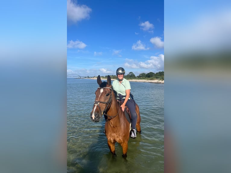 Westphalien Hongre 10 Ans 169 cm Bai in Werne