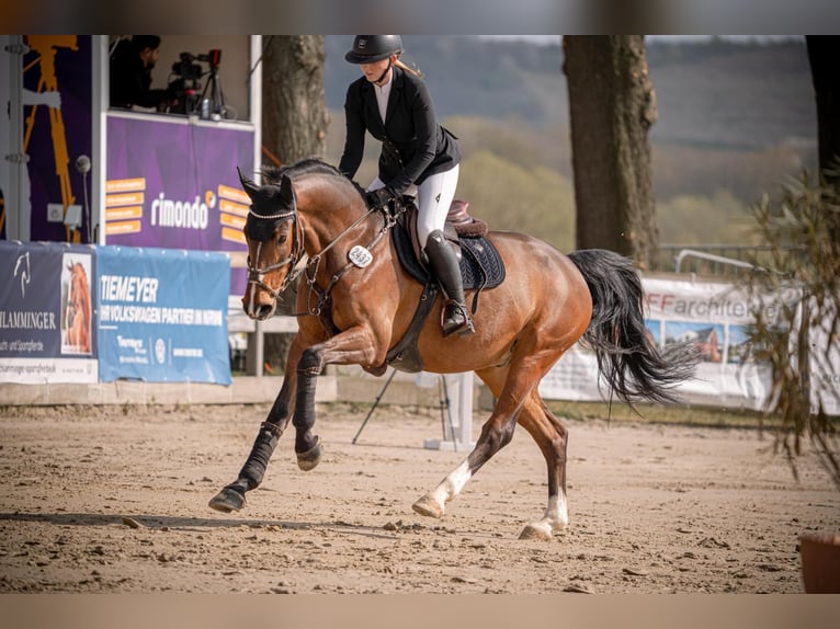 Westphalien Hongre 10 Ans 169 cm Bai in Werne