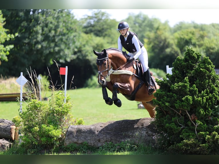 Westphalien Hongre 10 Ans 169 cm Bai in Werne