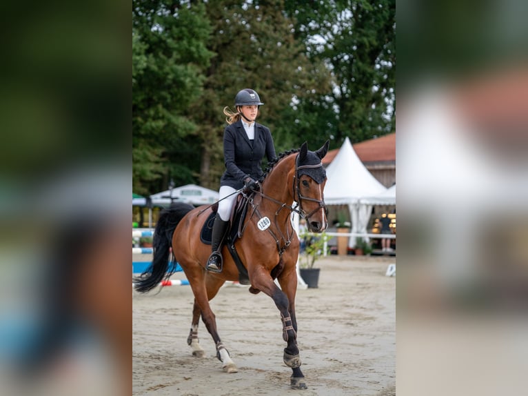 Westphalien Hongre 10 Ans 169 cm Bai in Werne