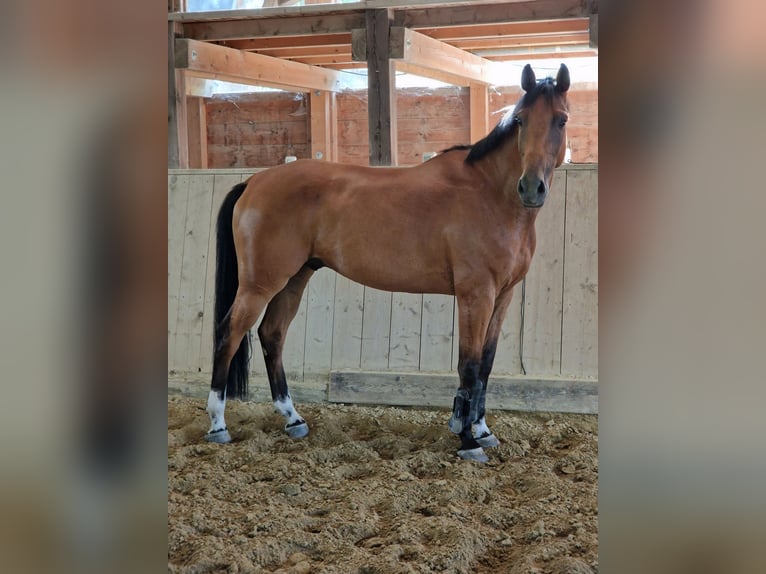 Westphalien Hongre 10 Ans 170 cm Bai in Nals