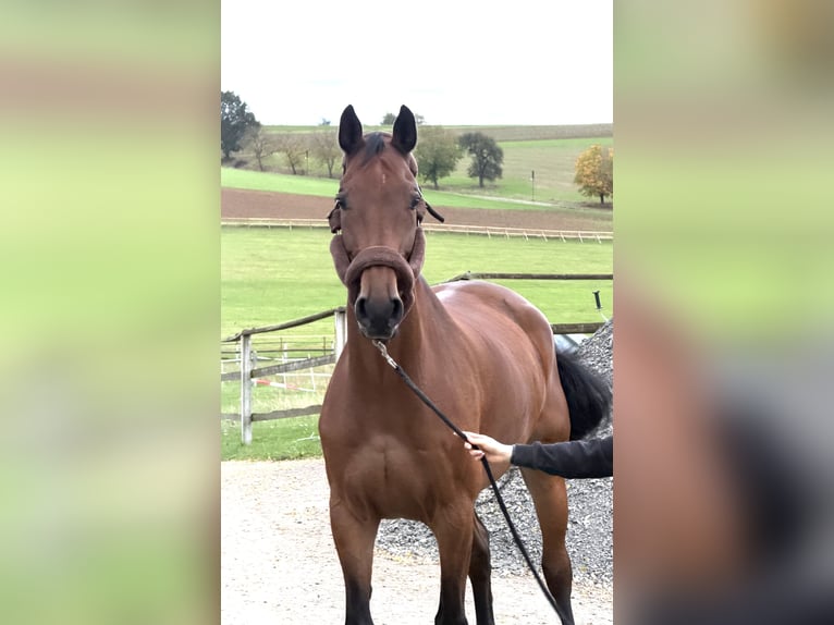 Westphalien Hongre 10 Ans 170 cm Bai in Nidda