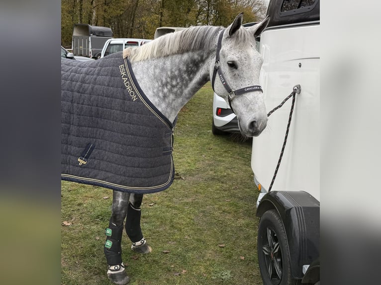 Westphalien Hongre 10 Ans 170 cm Gris in MeppenMeppen