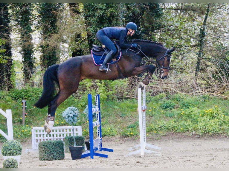 Westphalien Hongre 10 Ans 171 cm Bai brun foncé in Langwedel