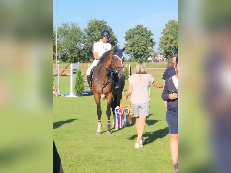 Westphalien Hongre 10 Ans 173 cm Bai in Gadebusch