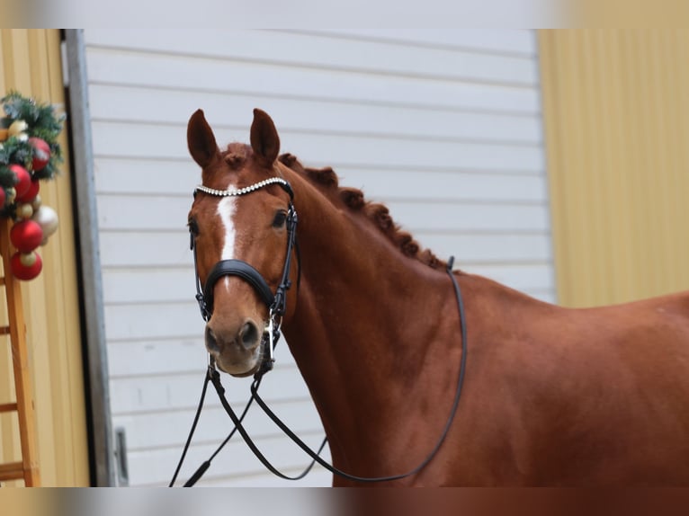 Westphalien Hongre 10 Ans 175 cm Alezan in Erftstadt