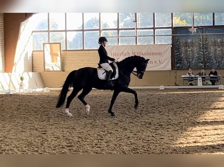 Westphalien Hongre 10 Ans 175 cm Bai brun foncé in Olfen