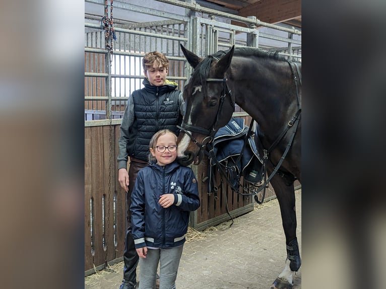 Westphalien Hongre 10 Ans 176 cm Bai brun foncé in Mainburg