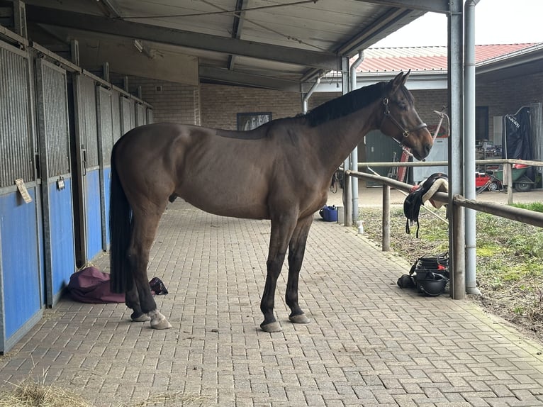 Westphalien Croisé Hongre 10 Ans 176 cm Bai in Roermond