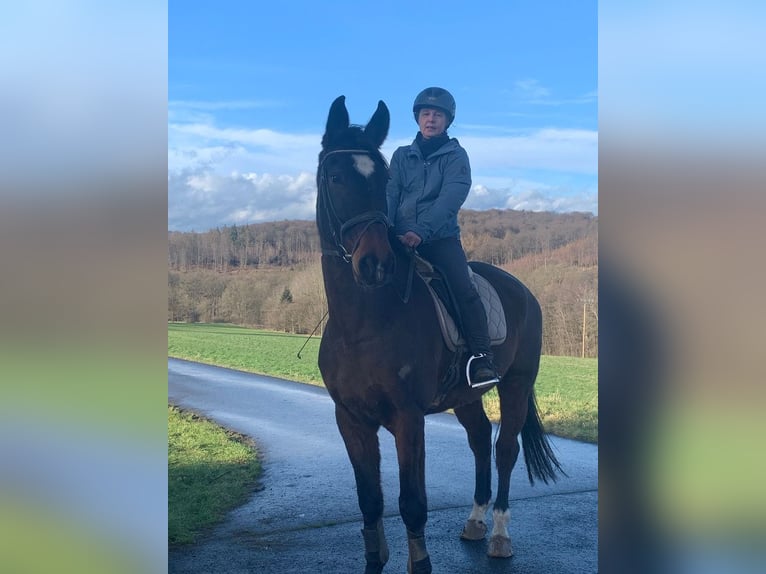 Westphalien Hongre 10 Ans 176 cm Bai in ArnsbergArnsberg