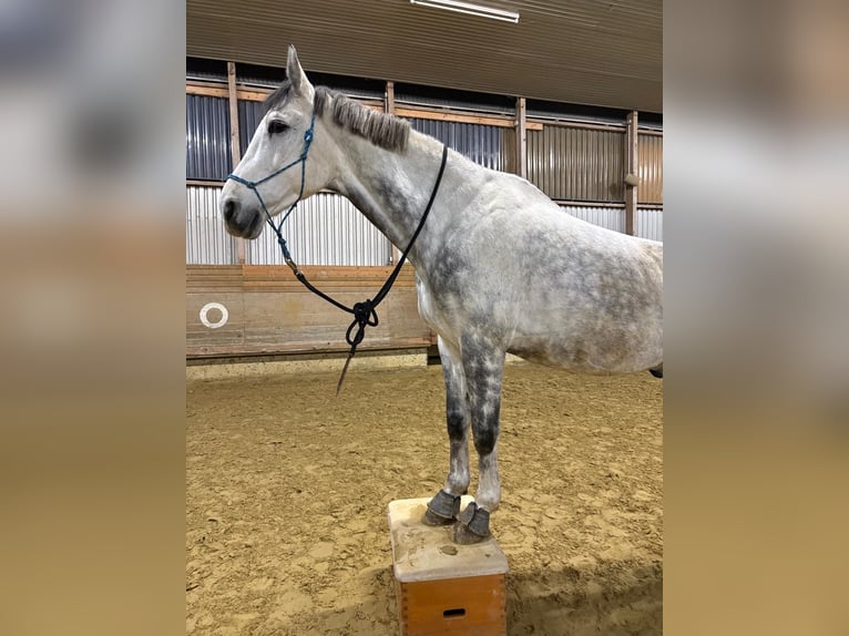 Westphalien Hongre 10 Ans 176 cm Gris pommelé in Warburg