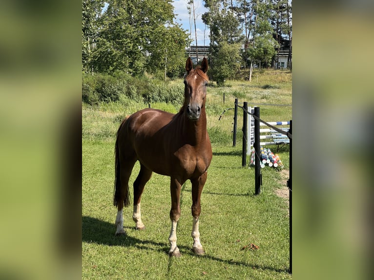 Westphalien Hongre 10 Ans 178 cm Alezan brûlé in Jürgenshagen