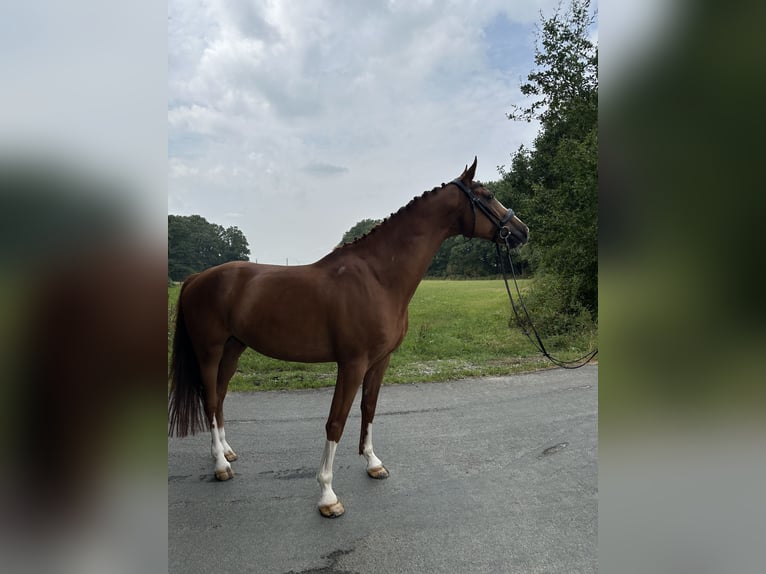 Westphalien Hongre 10 Ans 178 cm Alezan in Dülmen