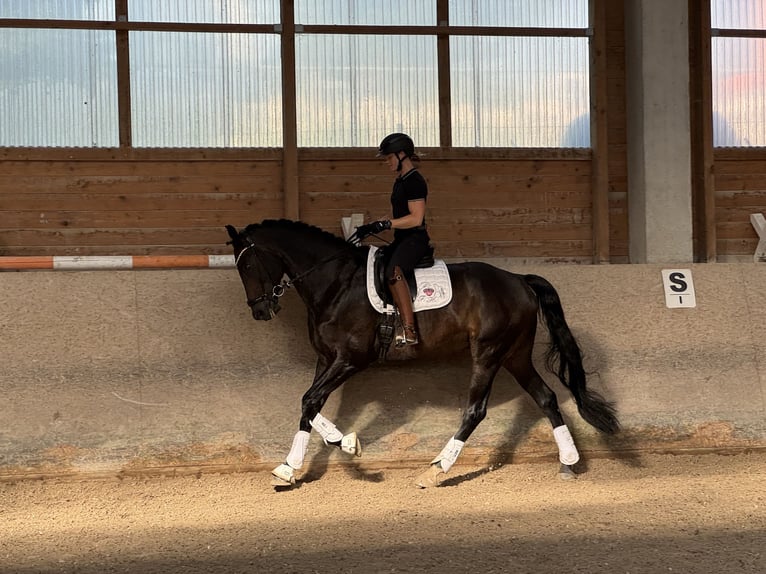 Westphalien Hongre 10 Ans 180 cm Bai brun in Tuntenhausen
