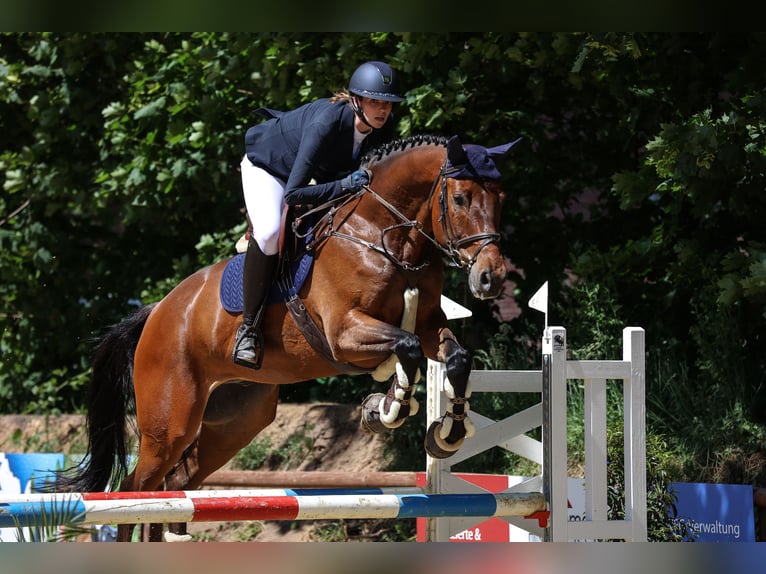 Westphalien Hongre 10 Ans 180 cm Bai brun in Bottrop