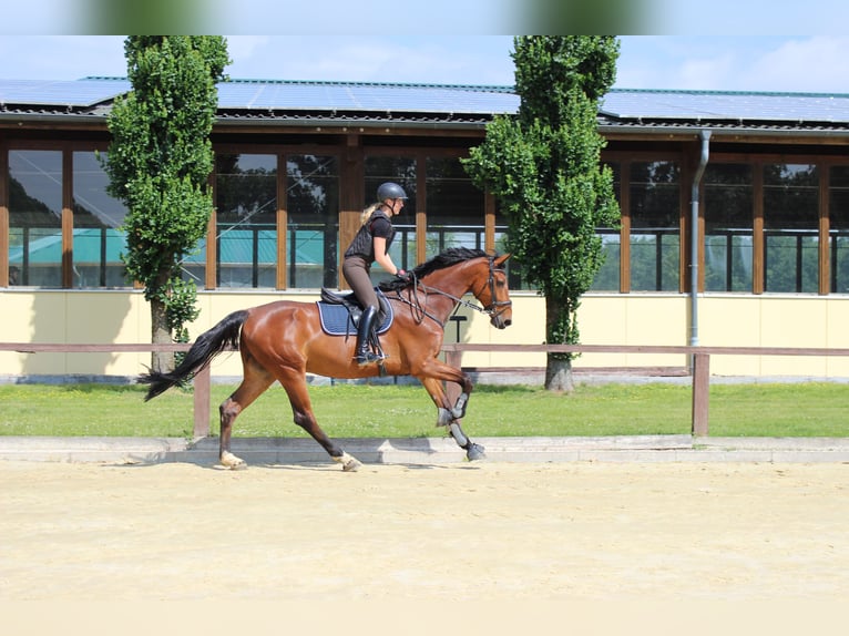 Westphalien Hongre 10 Ans 180 cm Bai in SendenhorsT