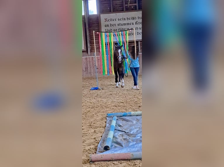 Westphalien Hongre 10 Ans 183 cm Bai in Lippstadt