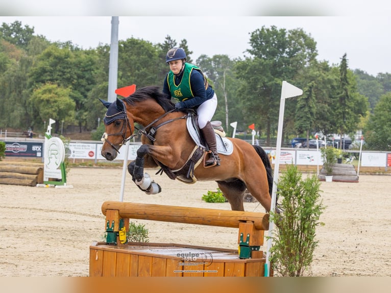 Westphalien Hongre 11 Ans 160 cm Bai in Witten