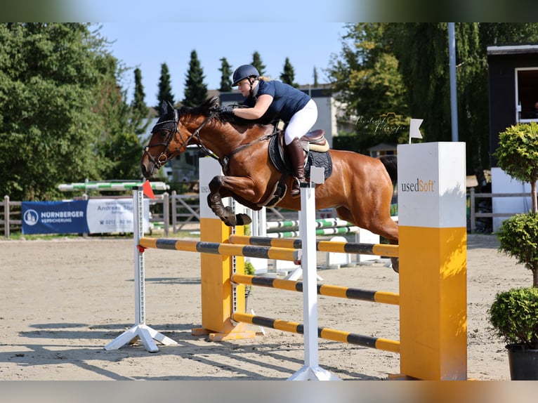 Westphalien Hongre 11 Ans 160 cm Bai in Witten