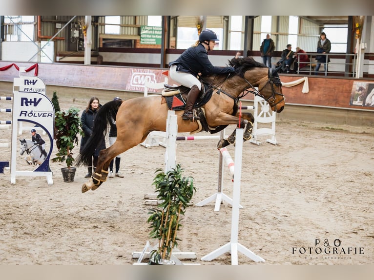 Westphalien Hongre 11 Ans 160 cm Bai in Witten
