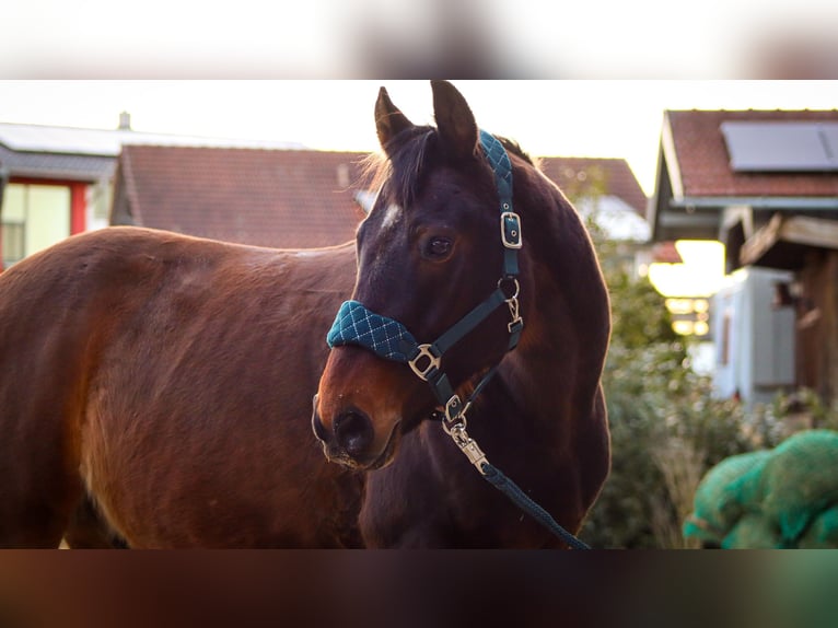 Westphalien Hongre 11 Ans 161 cm Bai brun in Hutthurm
