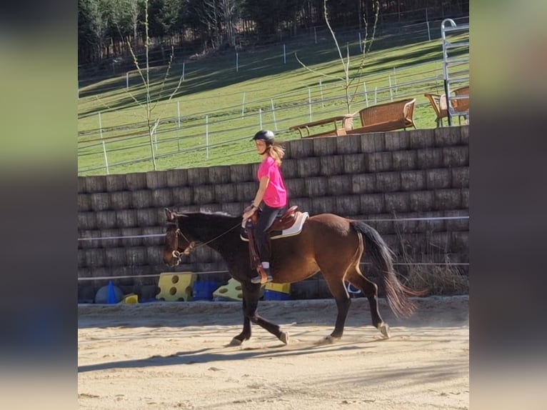 Westphalien Hongre 11 Ans 161 cm Bai brun in Hutthurm