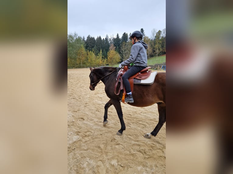 Westphalien Hongre 11 Ans 161 cm Bai brun in Hutthurm