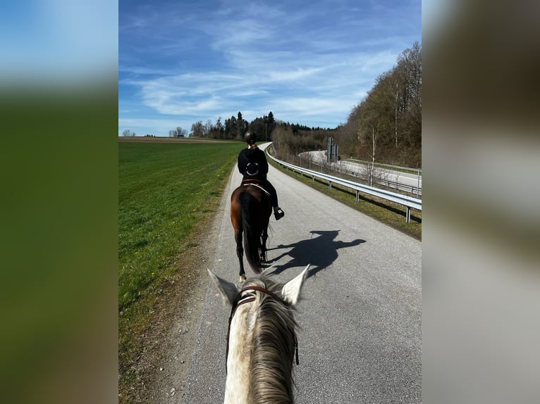 Westphalien Hongre 11 Ans 161 cm Bai brun in Hutthurm