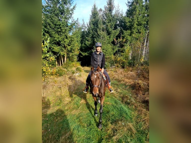 Westphalien Hongre 11 Ans 161 cm Bai brun in Hutthurm