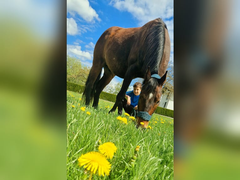 Westphalien Hongre 11 Ans 161 cm Bai brun in Hutthurm