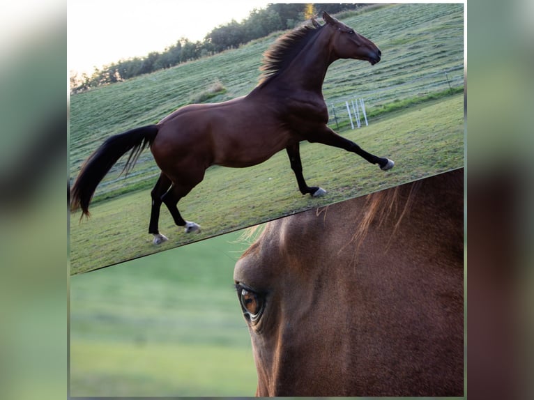 Westphalien Hongre 11 Ans 161 cm Bai brun in Hutthurm
