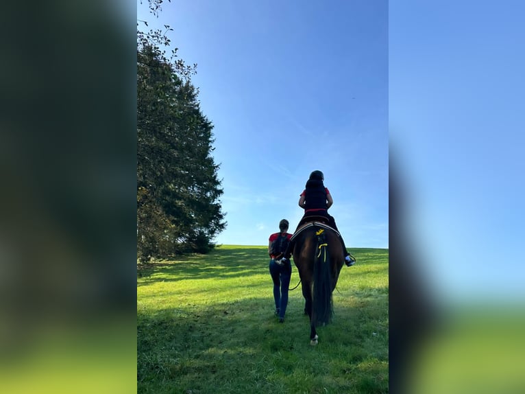 Westphalien Hongre 11 Ans 161 cm Bai brun in Hutthurm
