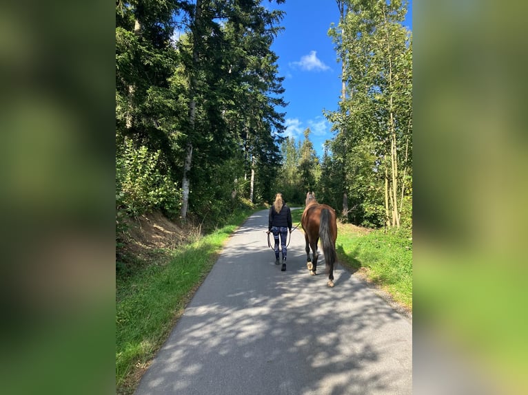 Westphalien Hongre 11 Ans 161 cm Bai brun in Hutthurm