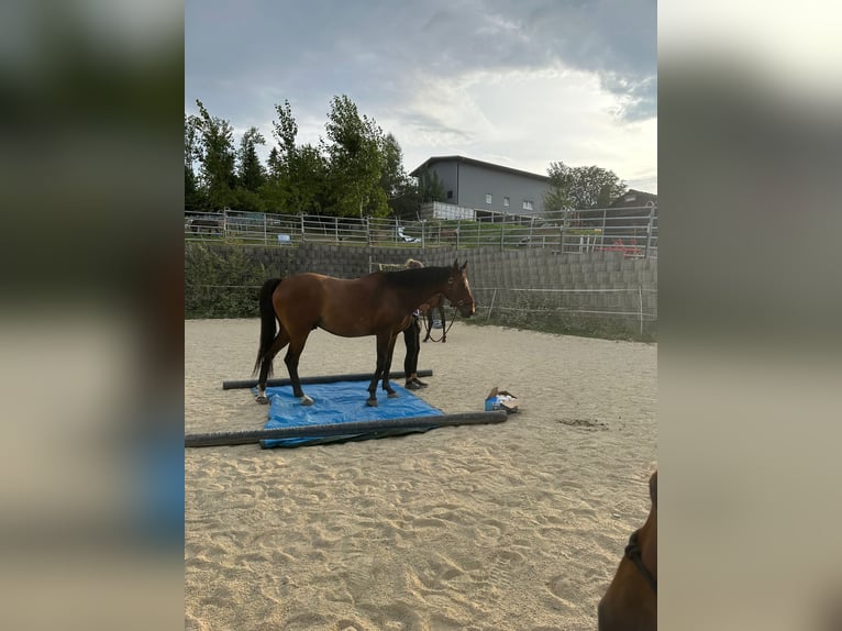 Westphalien Hongre 11 Ans 161 cm Bai brun in Hutthurm
