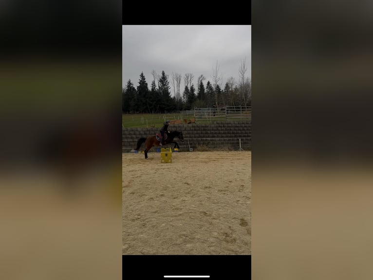 Westphalien Hongre 11 Ans 161 cm Bai brun in Hutthurm