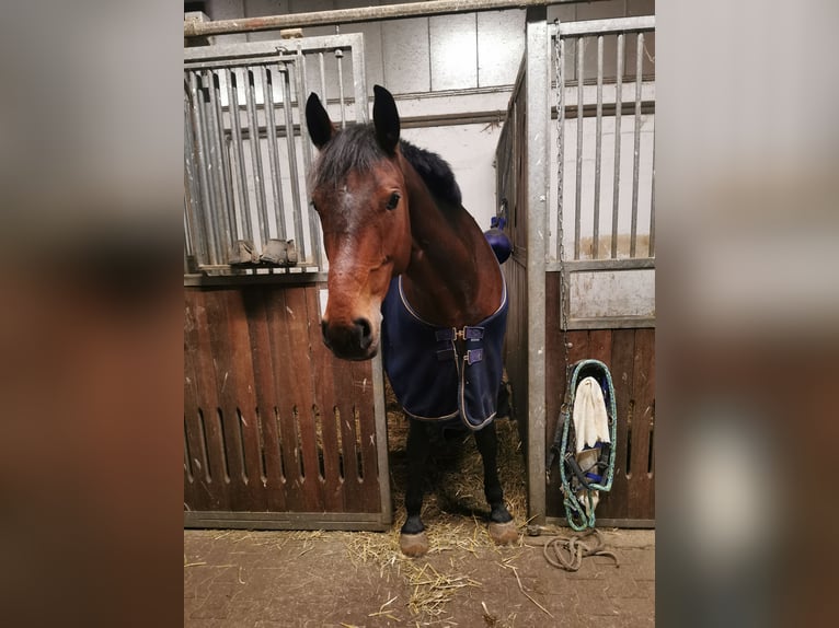 Westphalien Hongre 11 Ans 165 cm Bai in Wemding