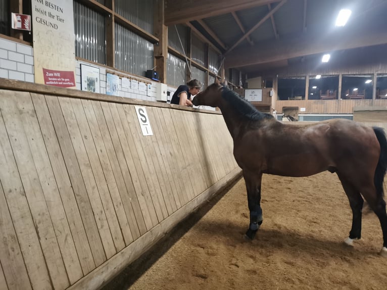 Westphalien Hongre 11 Ans 165 cm Bai in Wemding