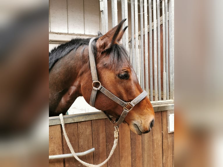 Westphalien Hongre 11 Ans 165 cm Bai in Wemding