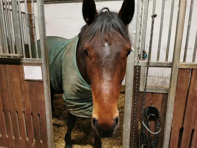 Westphalien Hongre 11 Ans 165 cm Bai in Wemding