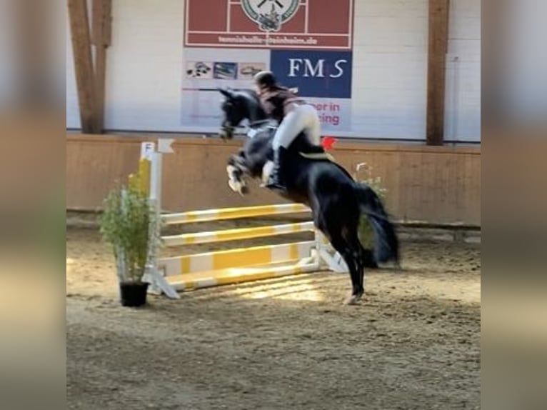 Westphalien Hongre 11 Ans 168 cm Bai brun in Detmold