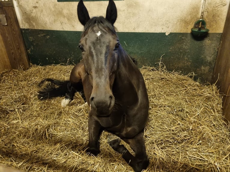 Westphalien Hongre 11 Ans 168 cm Bai brun in Detmold