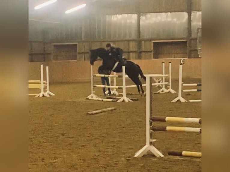 Westphalien Hongre 11 Ans 168 cm Bai brun in Detmold