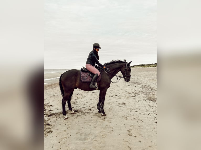 Westphalien Hongre 11 Ans 168 cm Bai brun in Detmold